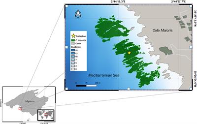 Response of Posidonia oceanica (L.) Delile and Its Associated N2 Fixers to Different Combinations of Temperature and Light Levels